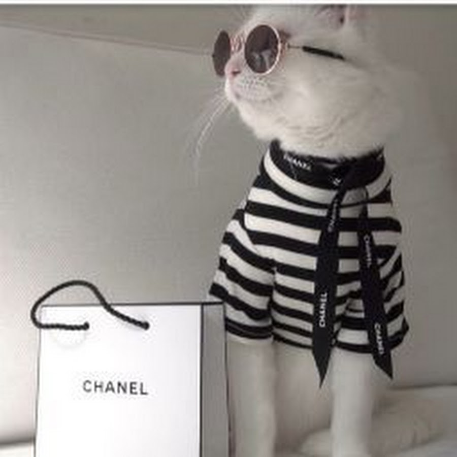 Модные котики в очках
