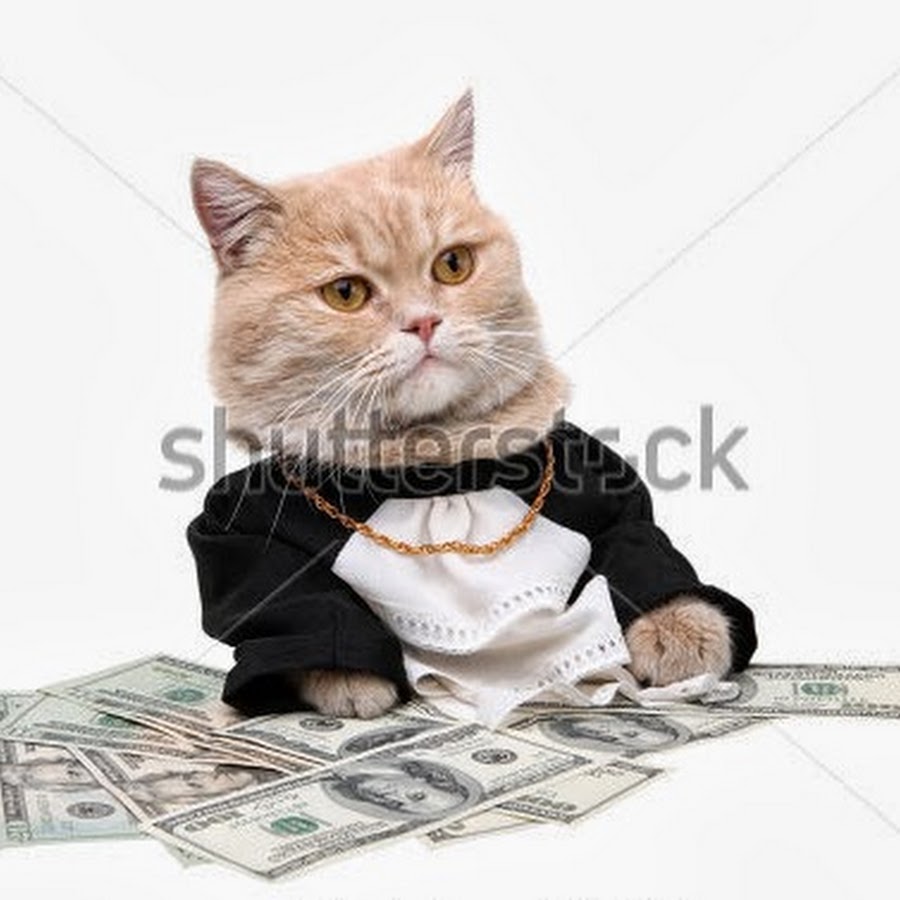 Котики в деньгах на белом фоне