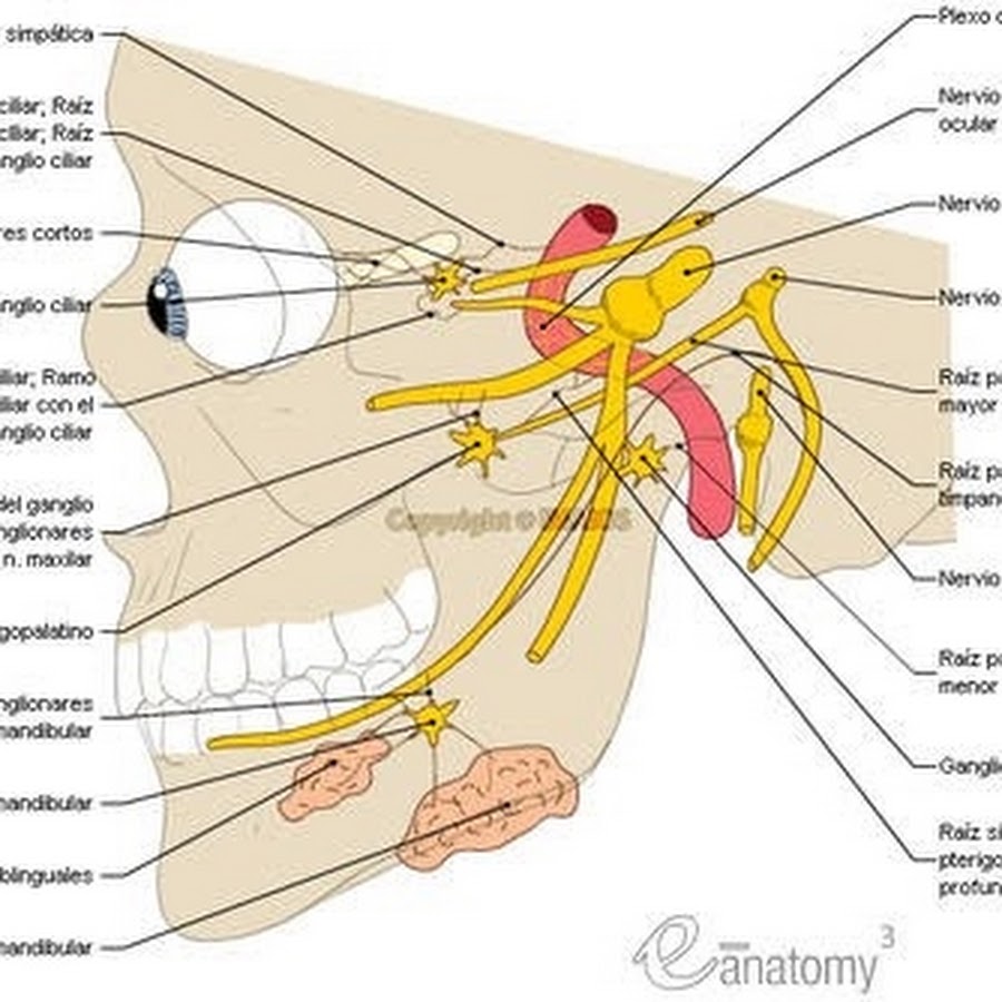 Узлы лицевого нерва. Ганглионит тройничного узла. Ресничный узел глазодвигательного нерва. Ушной ганглий анатомия. Ушной ганглий иннервация.