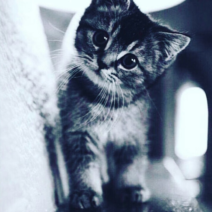 Самые милые котята