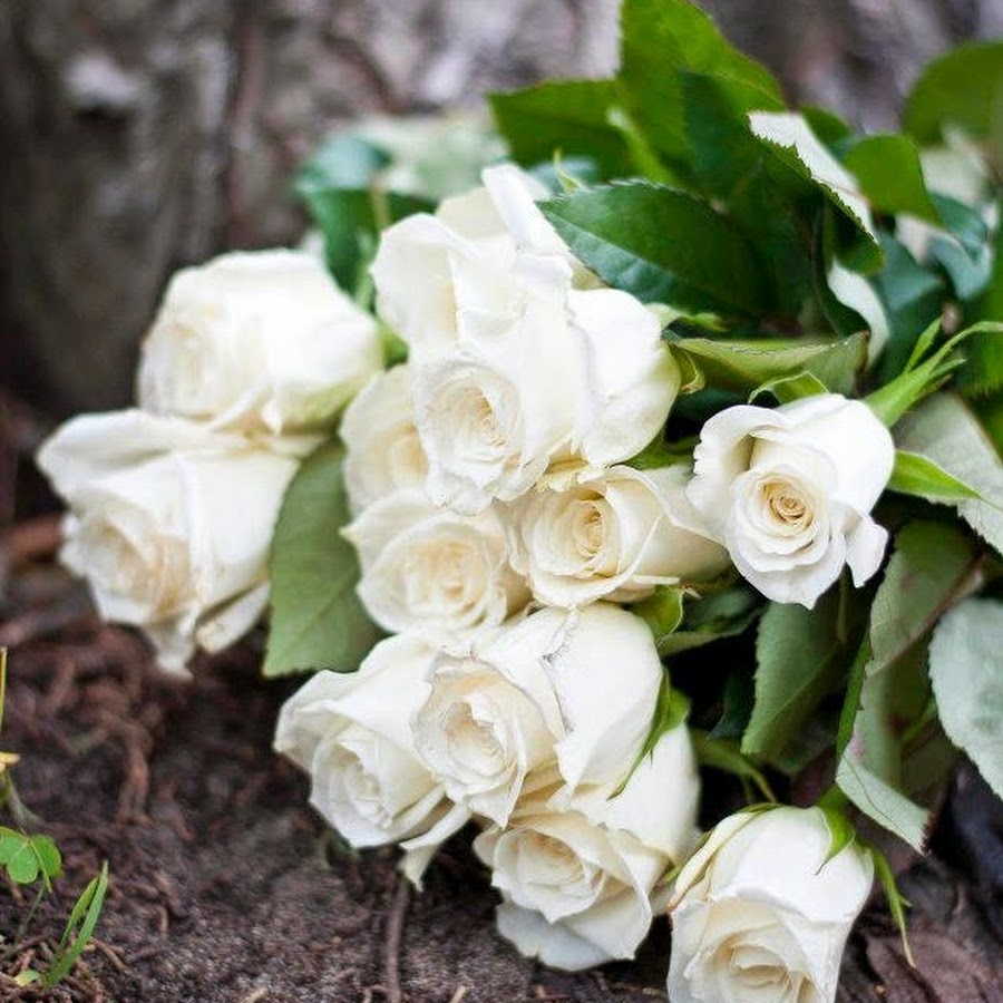 красивые белые розы фото