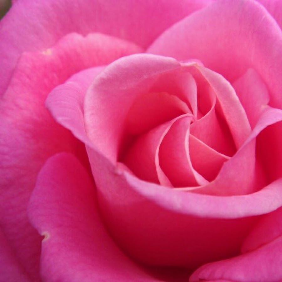 ярко розовая роза фото