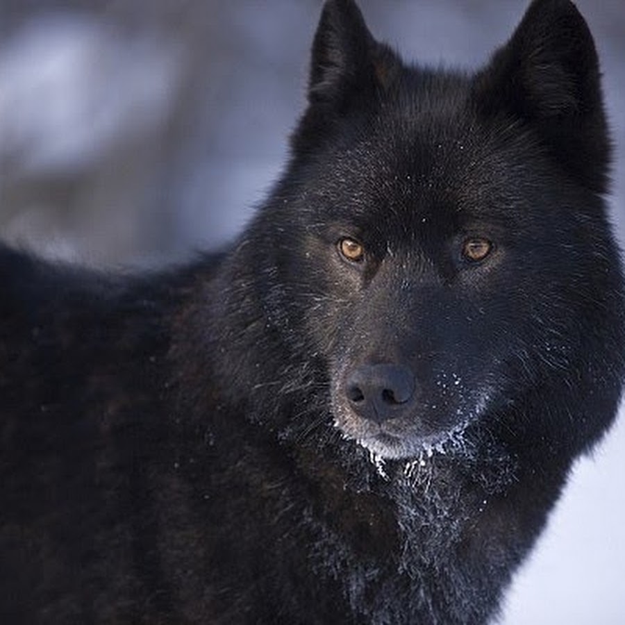 фото дикого черного волка