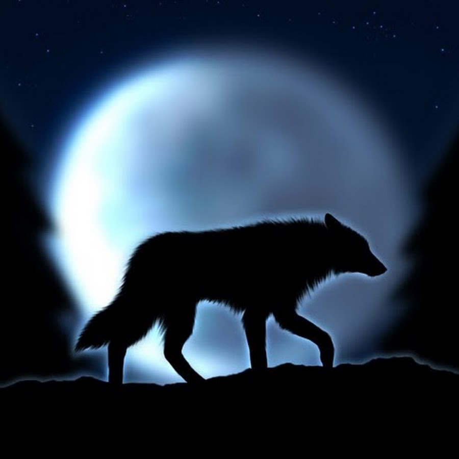 Синий волк. Волк одиночка. Одинокий волк. Волк воет на луну.