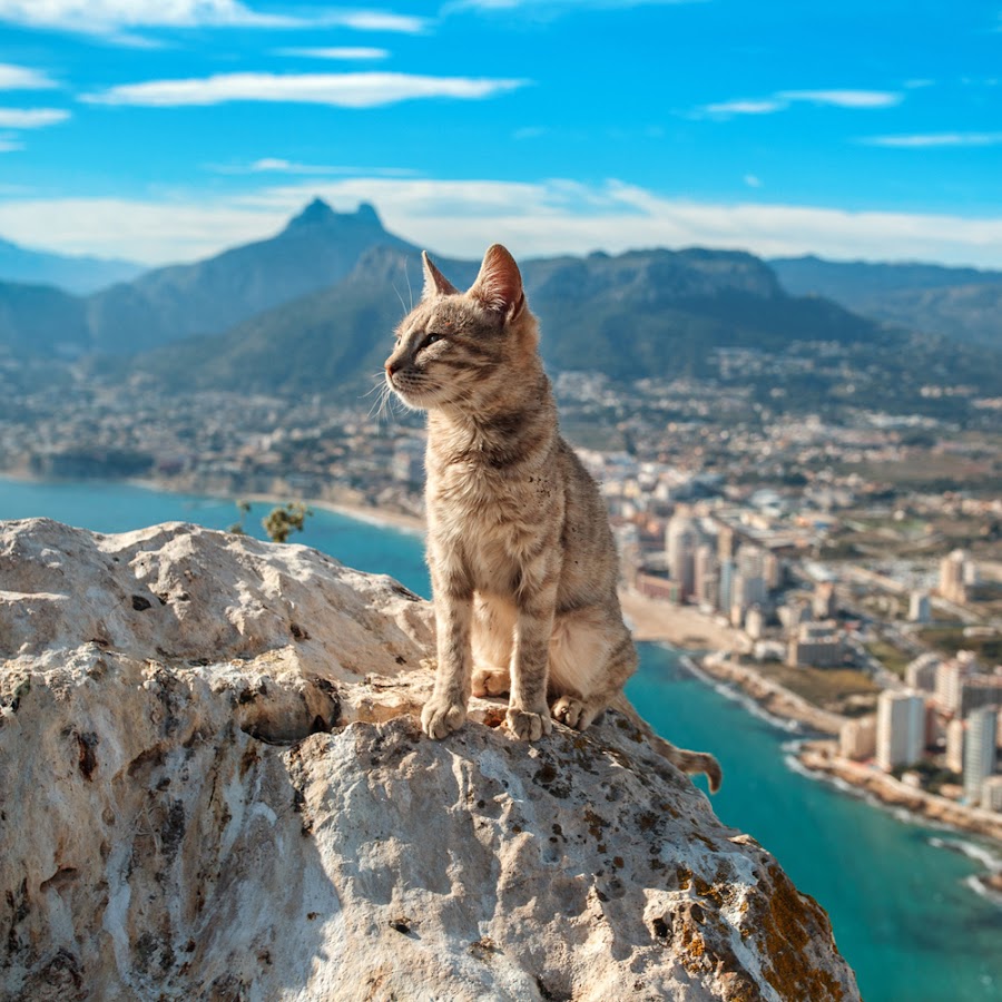 Кошки в Испании фото
