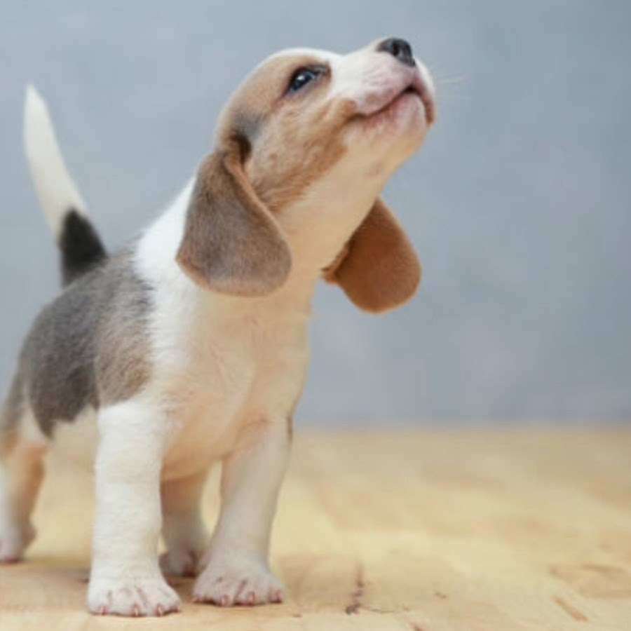 Cute Beagle Puppy
