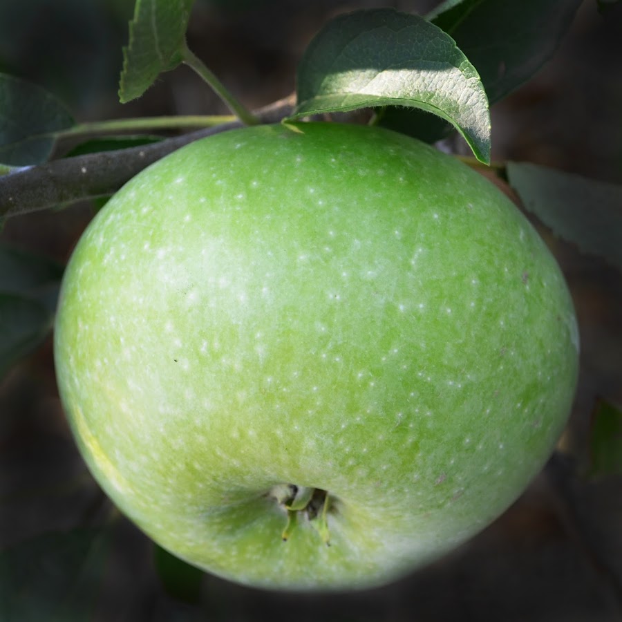 Сорт белорусских яблок Каштель