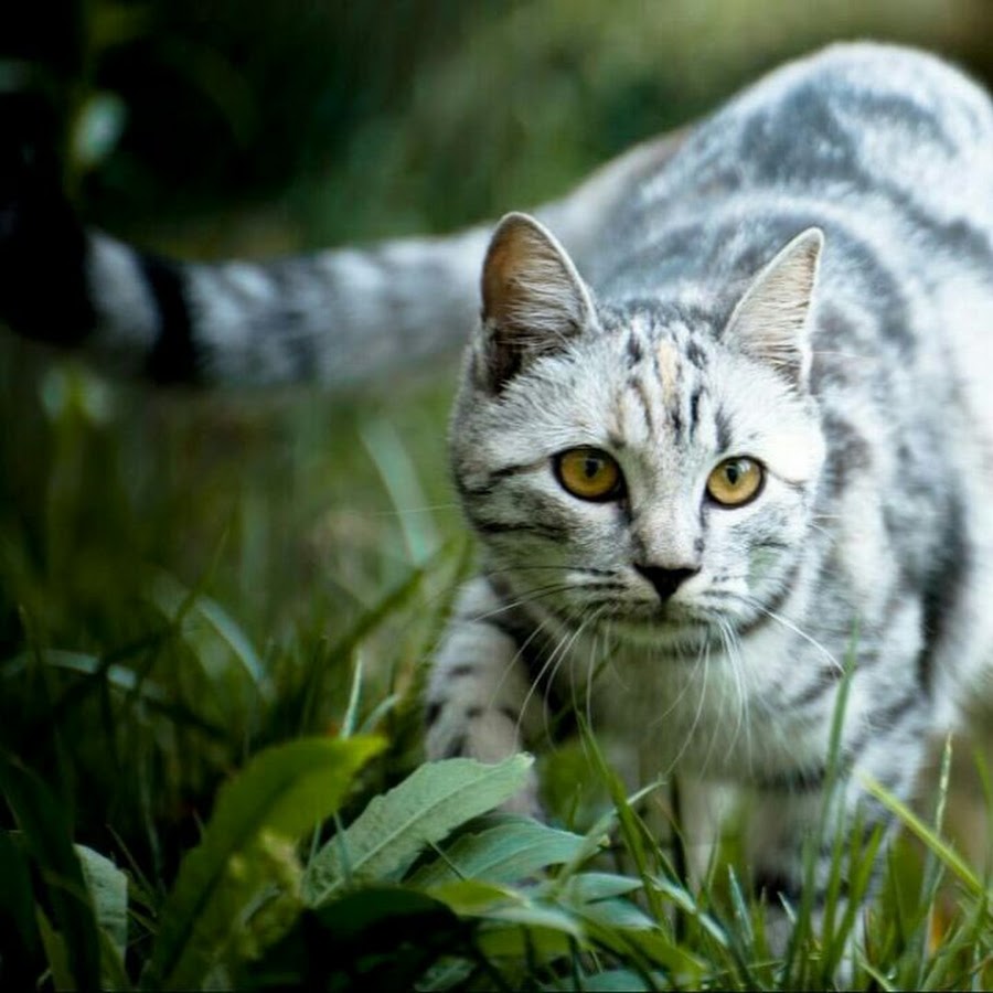 Серо белый полосатый кот