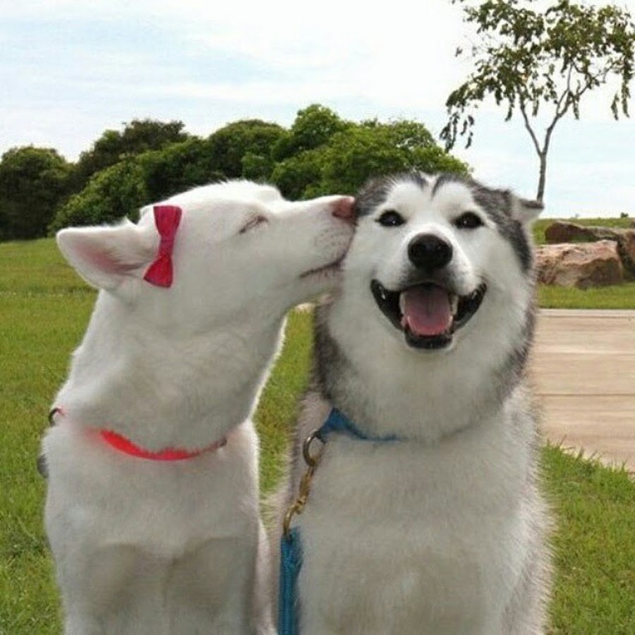 2 Влюбленные собаки