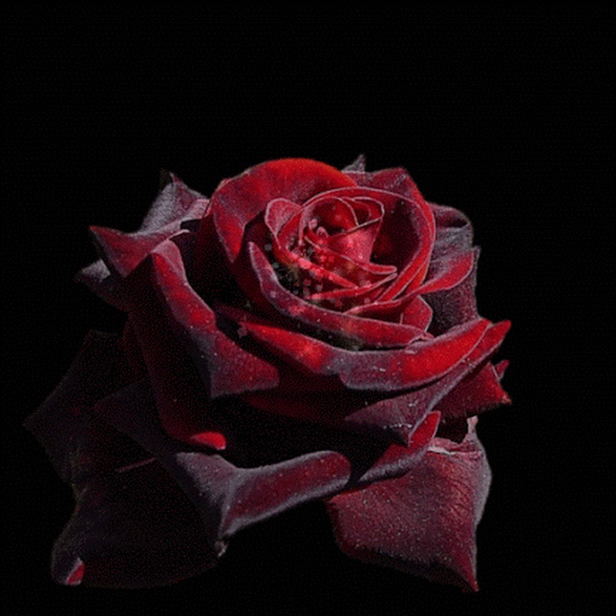 Красивые бордовые розы гиф