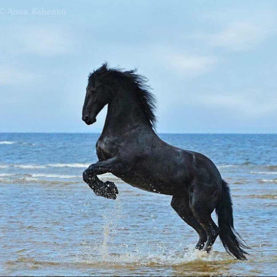 Конь у моря
