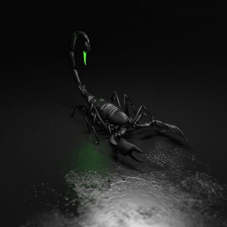 Скорпион на темном фоне
