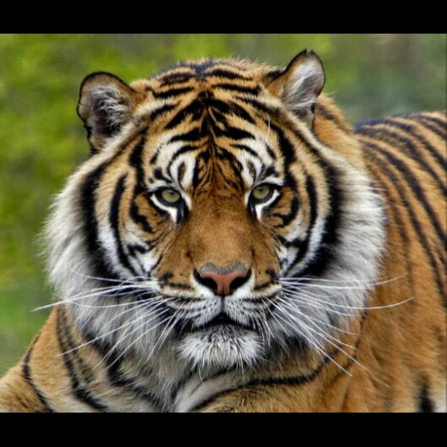 Амурский тигр портрет