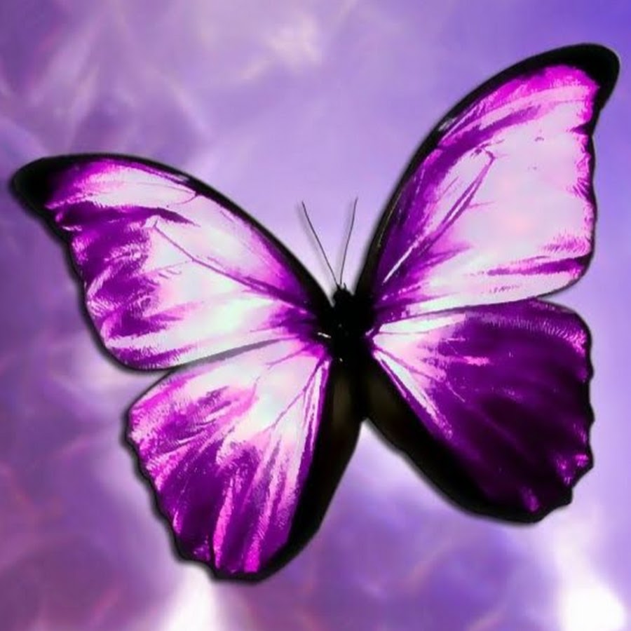 Фиолетовая бабочка арт