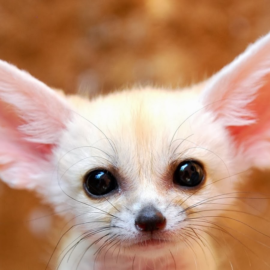 Fennec Fox