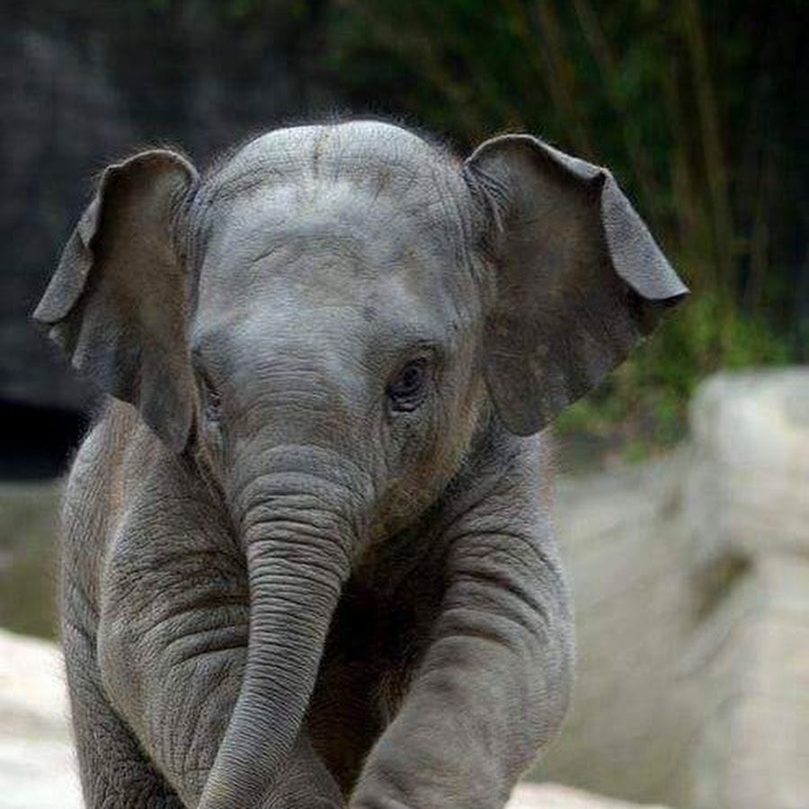 Слон с маленькими ушами