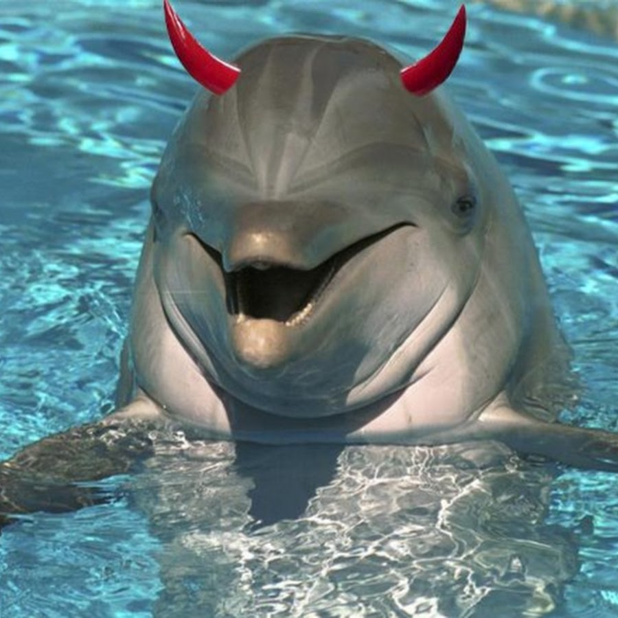 Дельфин даун