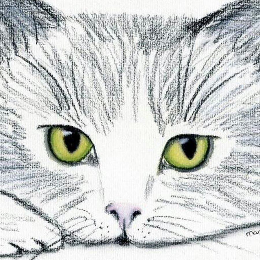 Pencil cats. Кошка рисунок. Кот карандашом. Красивые рисунки. Рисунок кошки для срисовки.