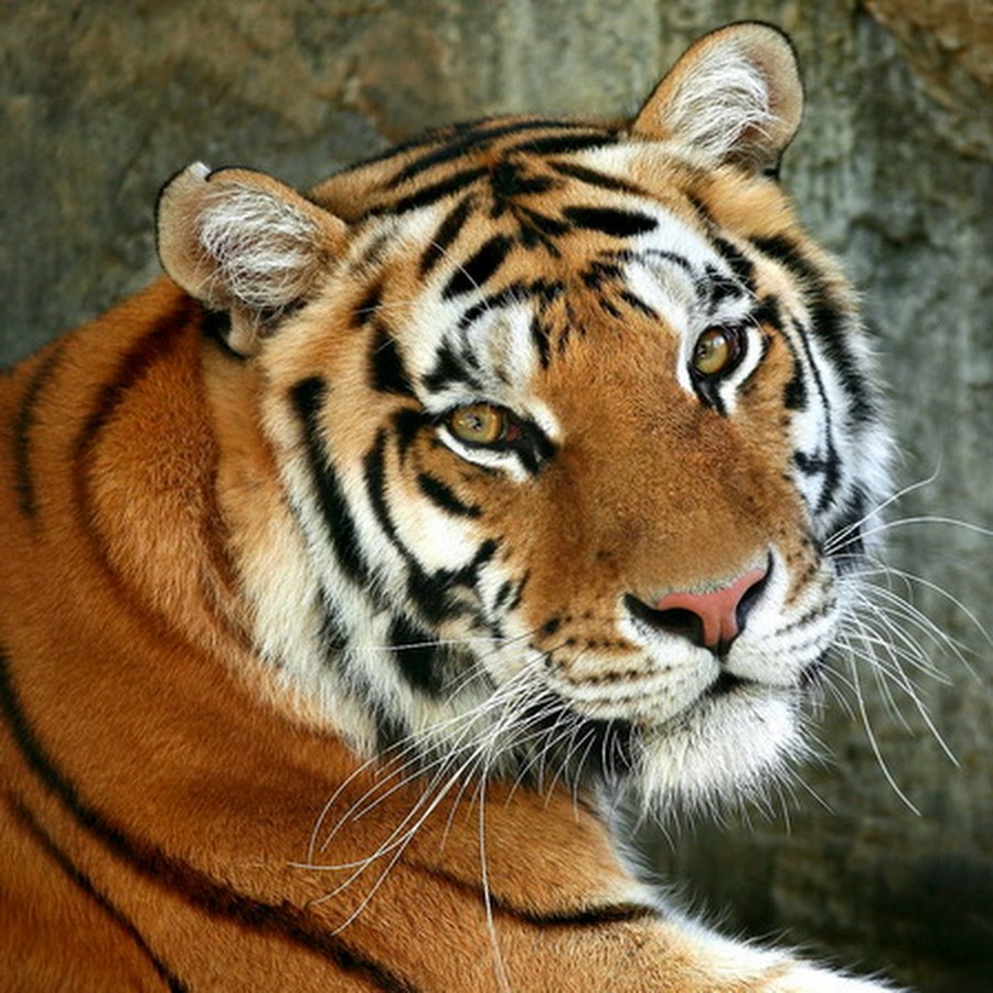 Риолис Амурский тигр