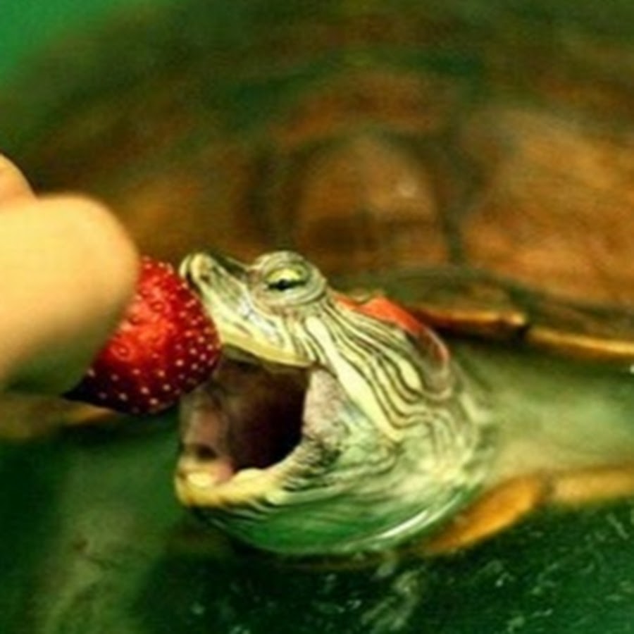 Можно черепахам яблоки. Красноухая черепаха. Черепаха водная красноухая. Красноухая черепаха кушает. Красноухаясерепаха ест рыбу.