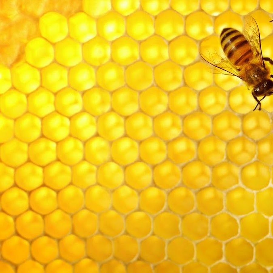 Пчела на желтом фоне