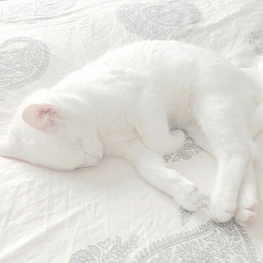 Белая кошка Эстетика