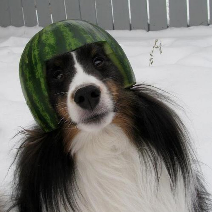 Собака с арбузом на голове