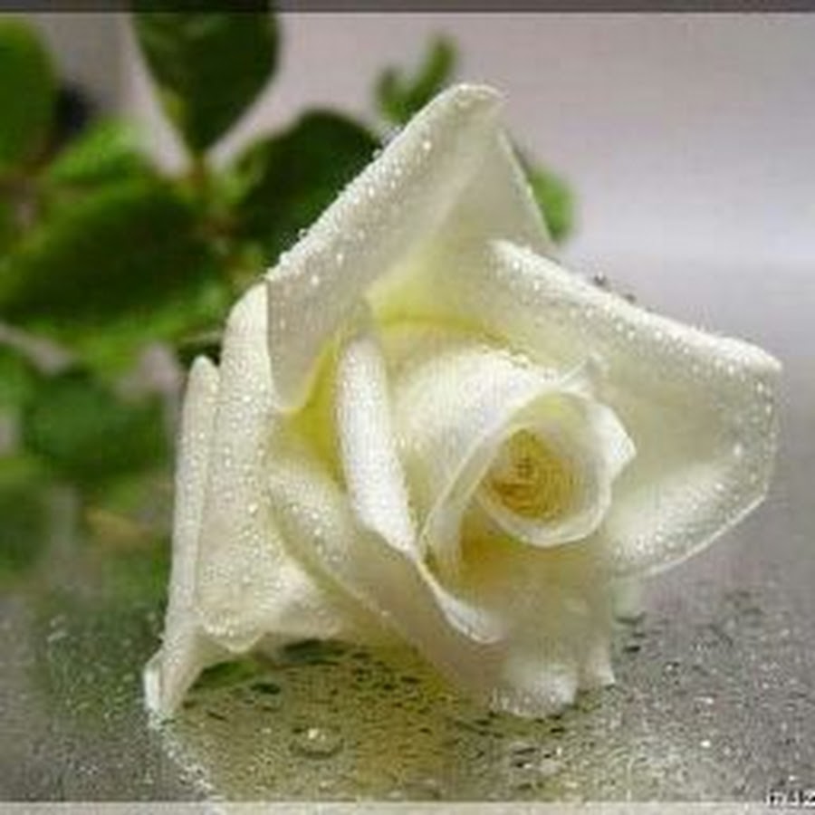Открытка с одной белой розой