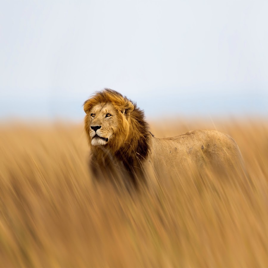 Африканский Лев оскал