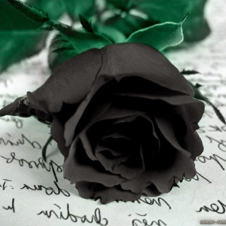 Две чёрных розы