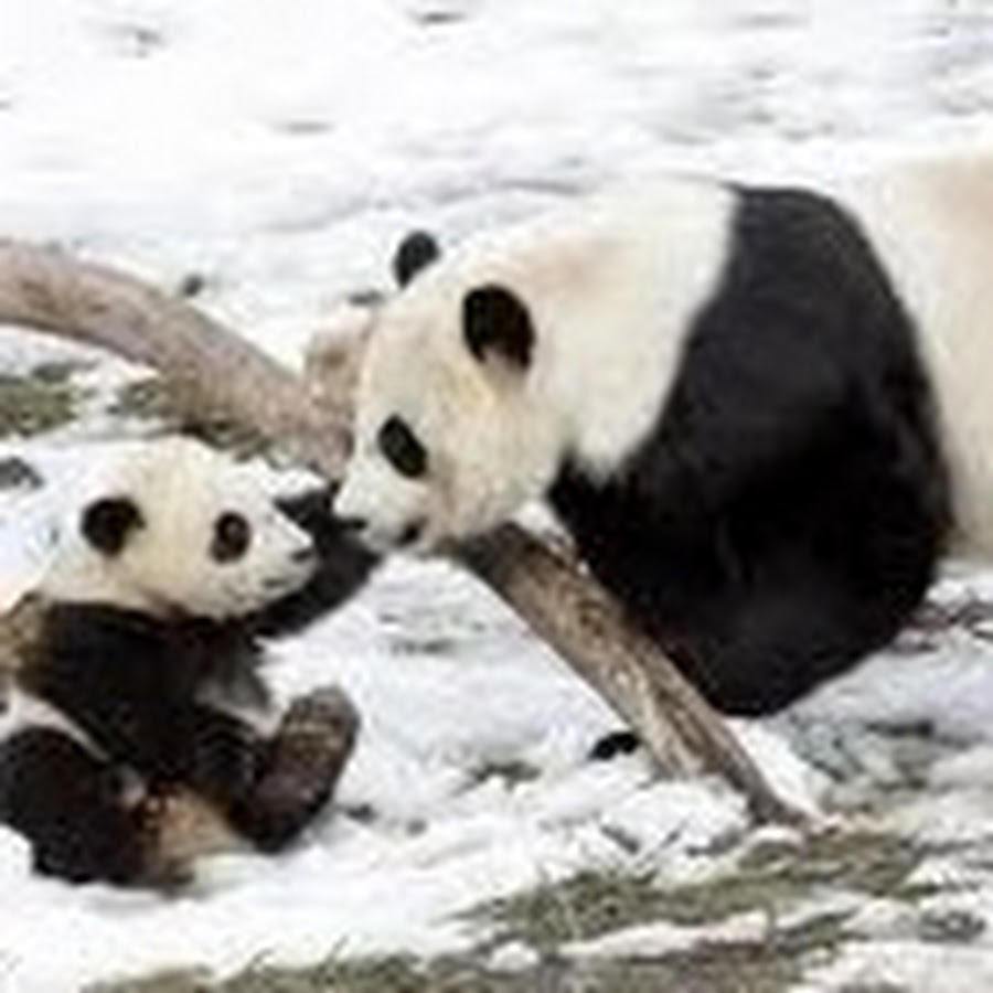 Pandas when. Панды в дикой природе. Панда. Влюбленные панды. Кто брат панды.