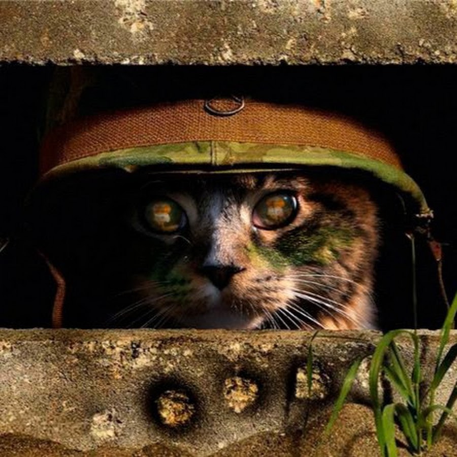 Котик военный