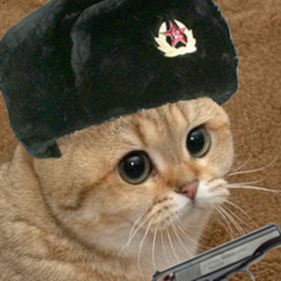 Кот в военной шапке