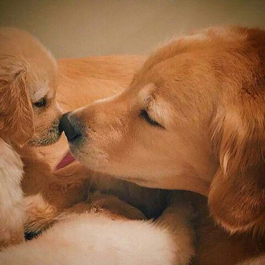 Милые щенки с мамой