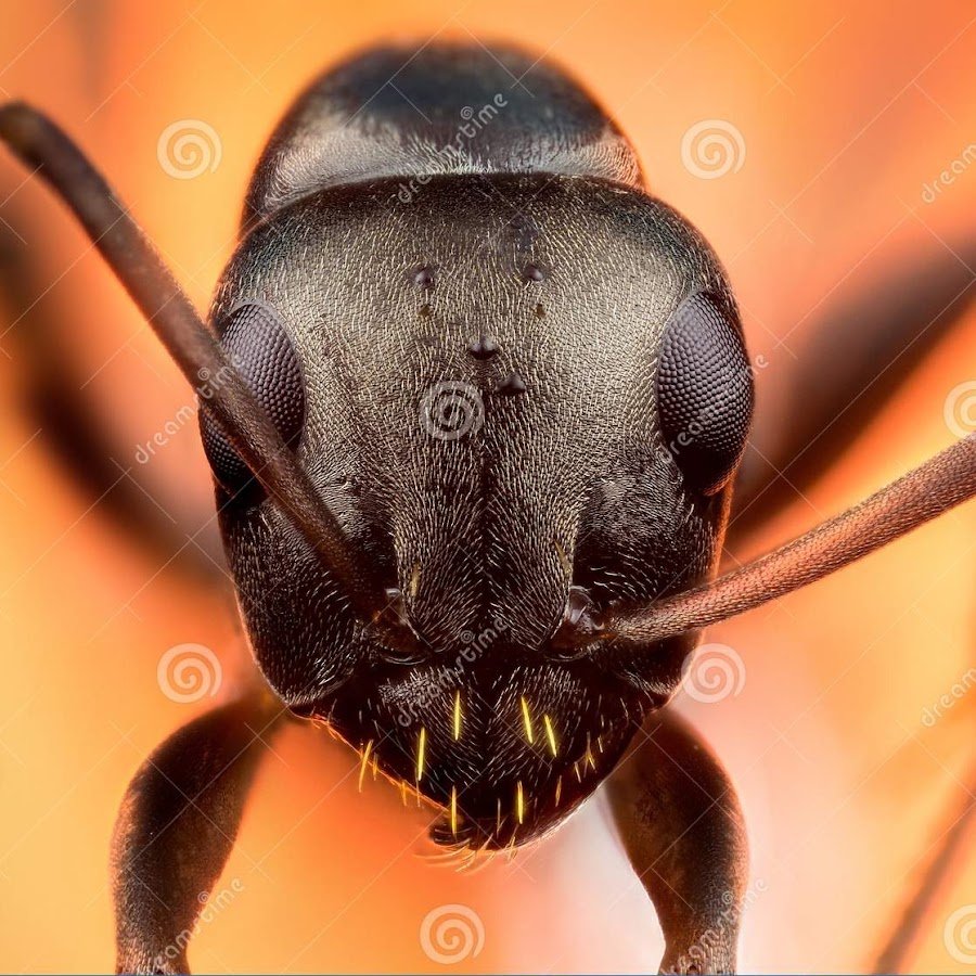 Летающее насекомое похожее на муравья