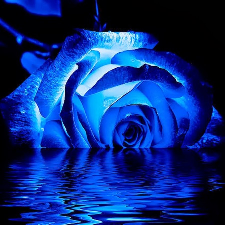 Черно синие розы