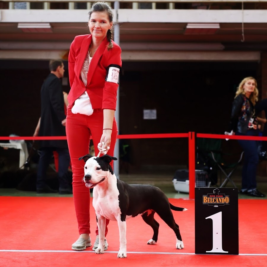 Человек выставляющий собак. Человек выставляющий собак. Филипп хендлер. Костюм хендлера. Хендлинг собак.