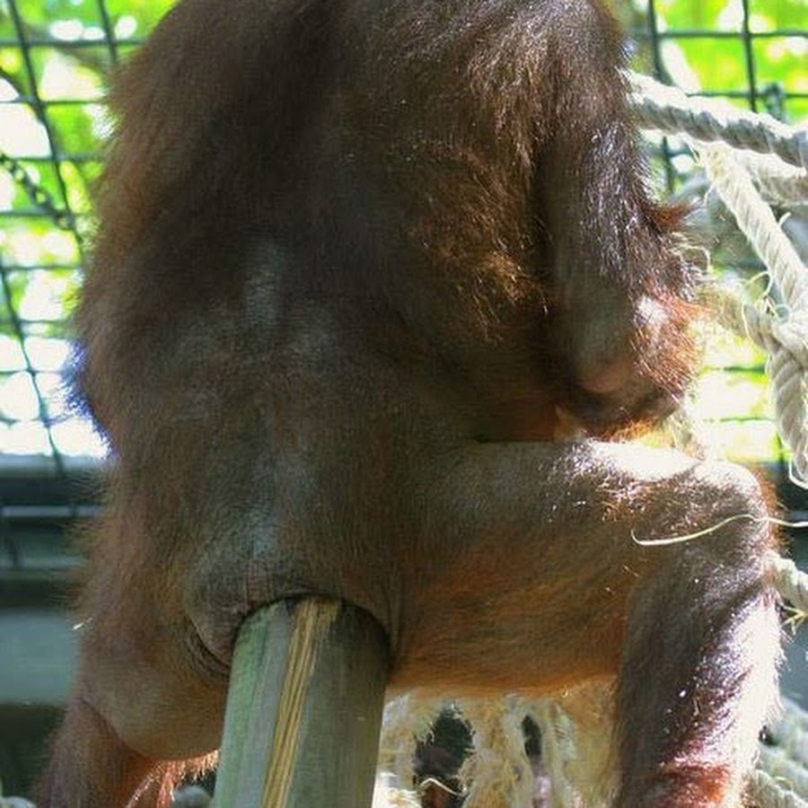 Половые органы самки орангутанга