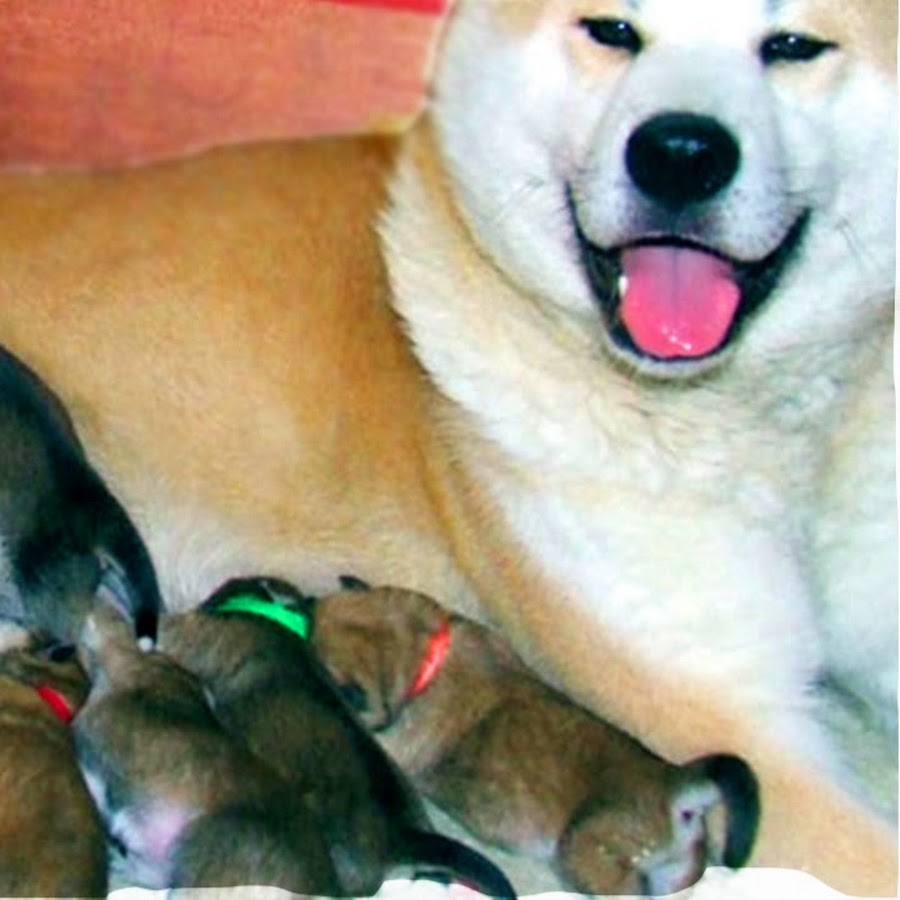 how many puppies can kishu give birth to