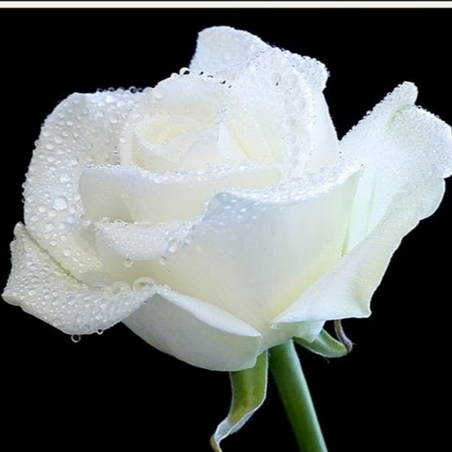 Белые розы на аватарку