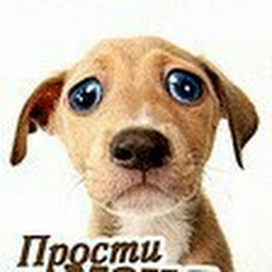 Просящий прощения. Прости меня. Собачка прости. Прости меня собака. Собачка просит прощения.