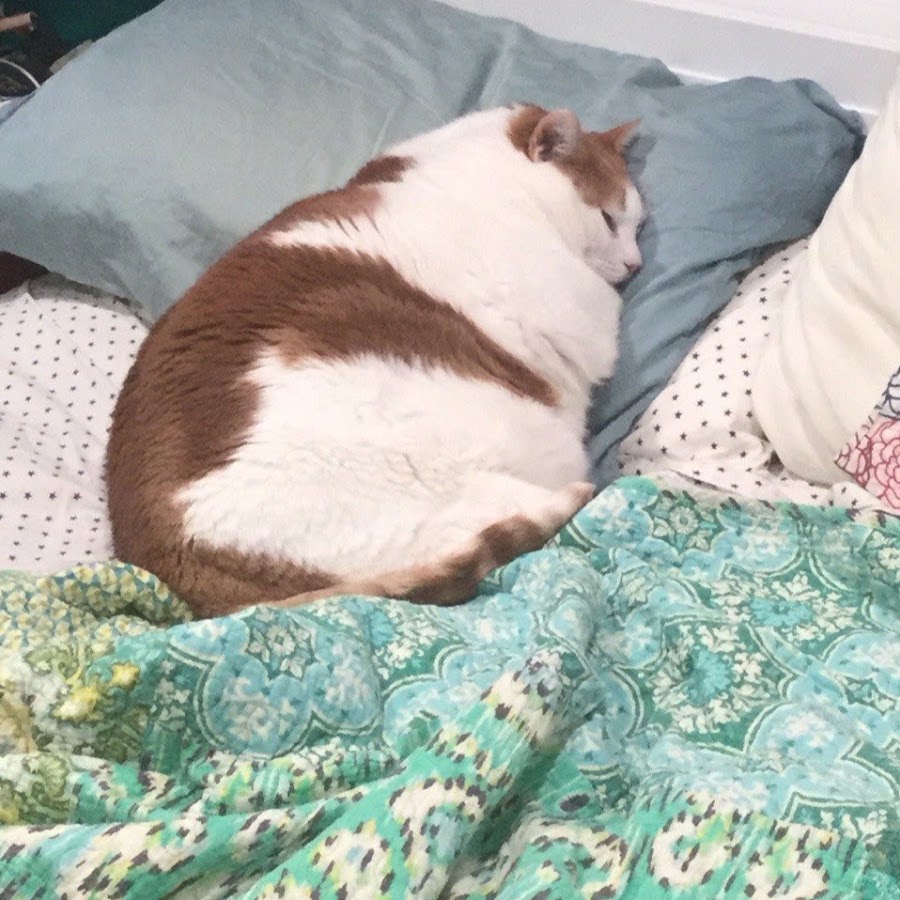 Спящий толстый кот