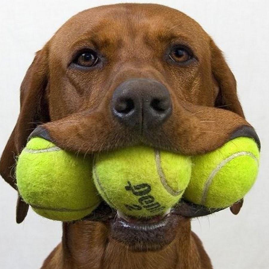 Собачка с мячиком