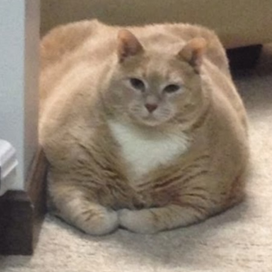 Толстый кот Мем