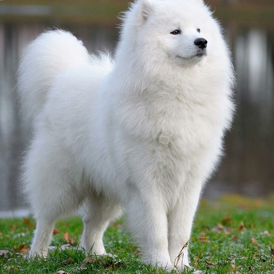 White dog