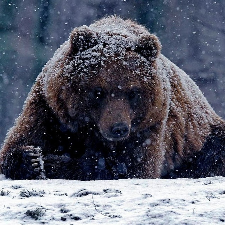 Русский бурый медведь