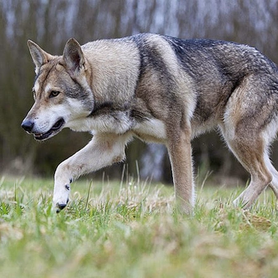 Тайцы волк. Saarloos Wolfdog. Saarloos Wolfhond. Сарлоса. Волчья собака Саарлоса.