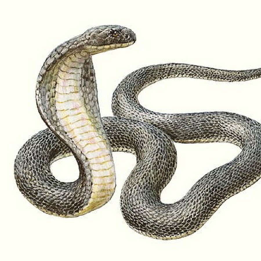 2013 какой змеи. Змеи. Змея на белом фоне. Извилистая змея. Змея рисунок.