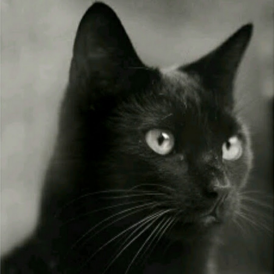 Черный глупо. Черные коты. Чёрная кошка Эстетика. Красивая черная кошка. Черный кот Эстетика.