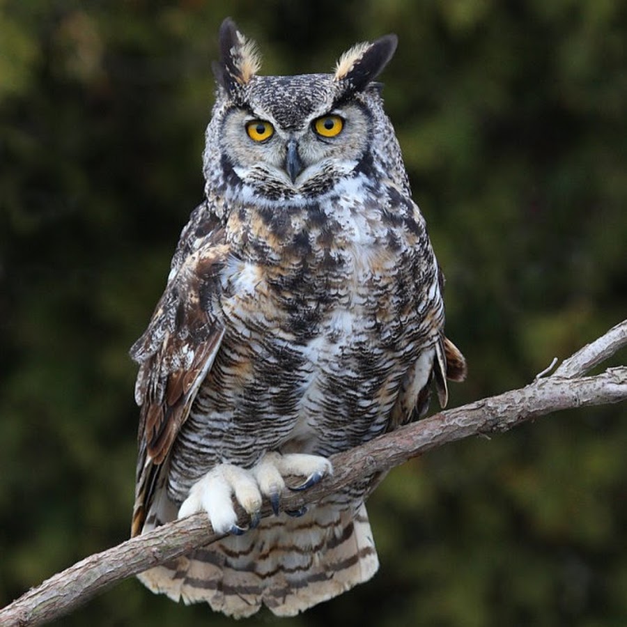 Бубо. Bubo virginianus. Большая рогатая Сова Бубо-Бубо. Bubo virginianus nacurutu. Сова рогатая неясыть.